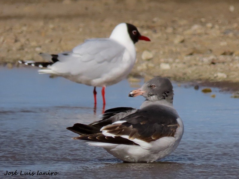 Dolphin Gull - ML622706523