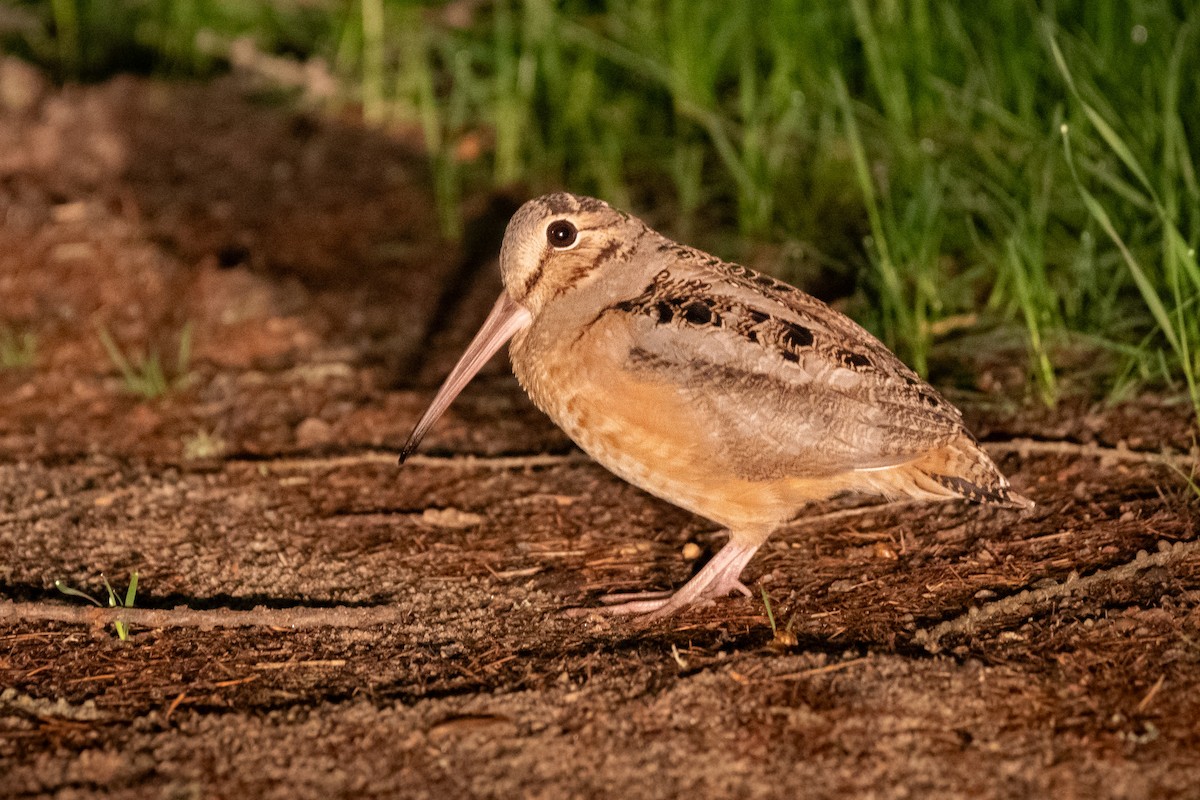 American Woodcock - Joshua Brown