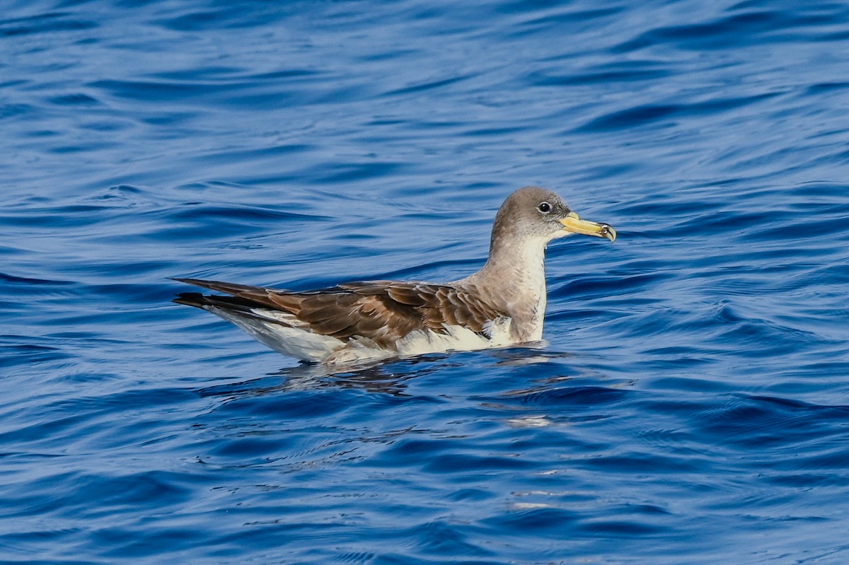 Cory's Shearwater - Noah Khanti Steinberg