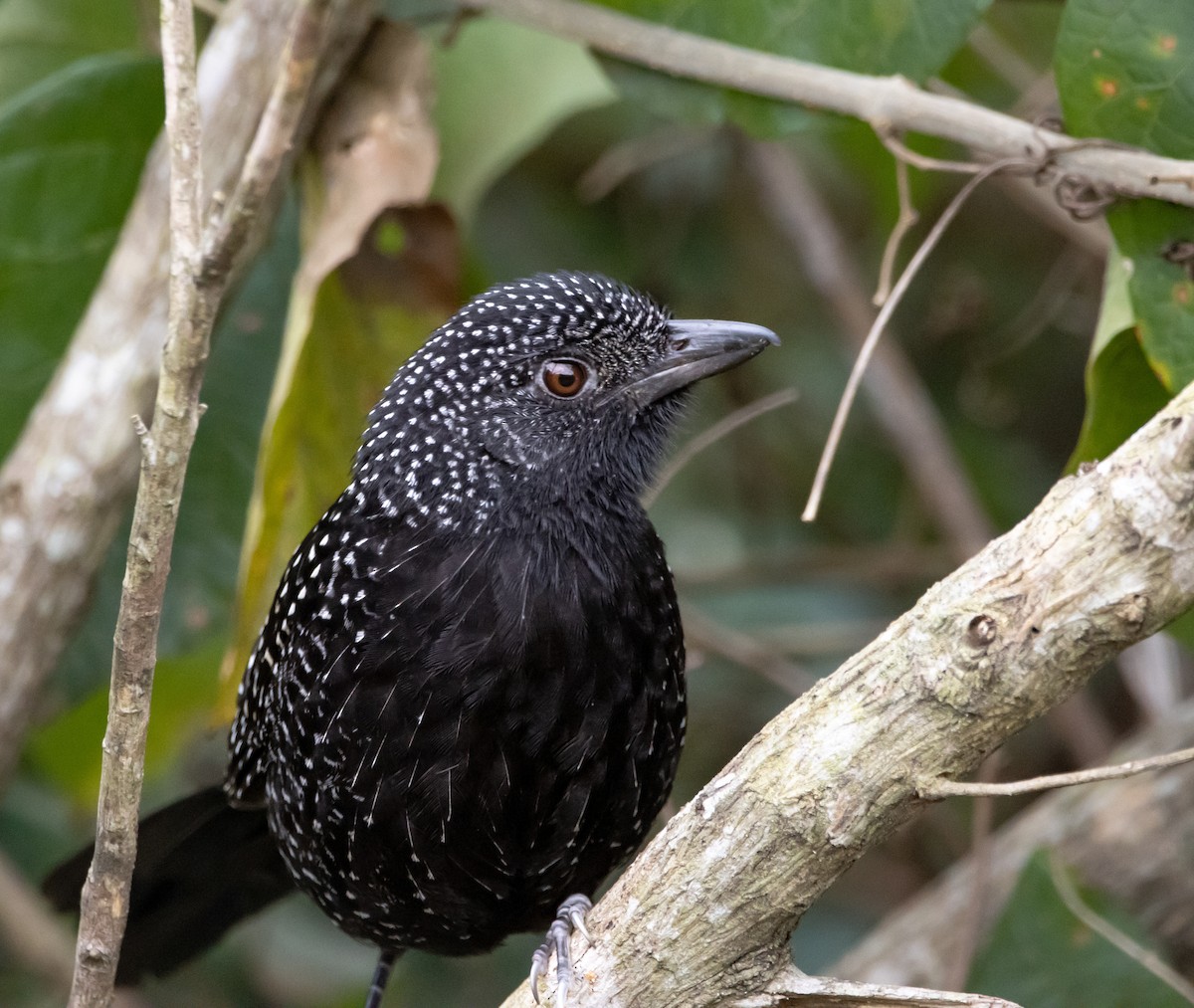 Large-tailed Antshrike - ML622706699