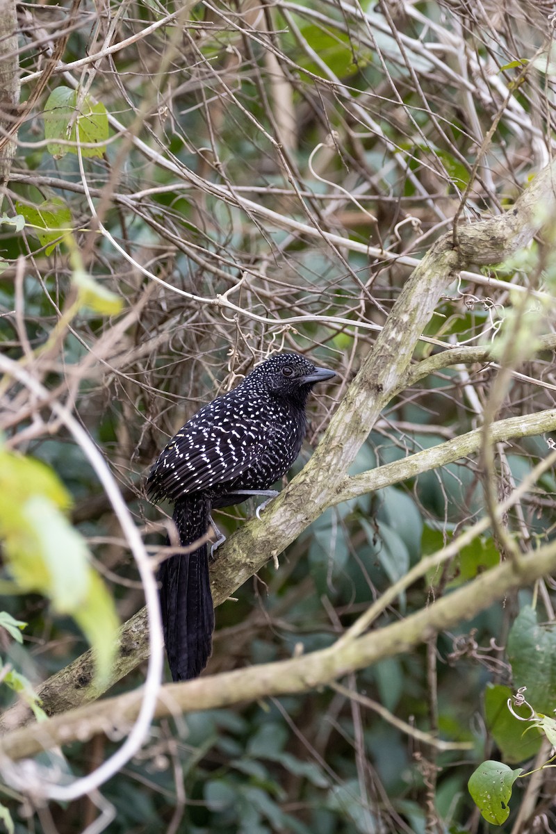 Large-tailed Antshrike - ML622706700