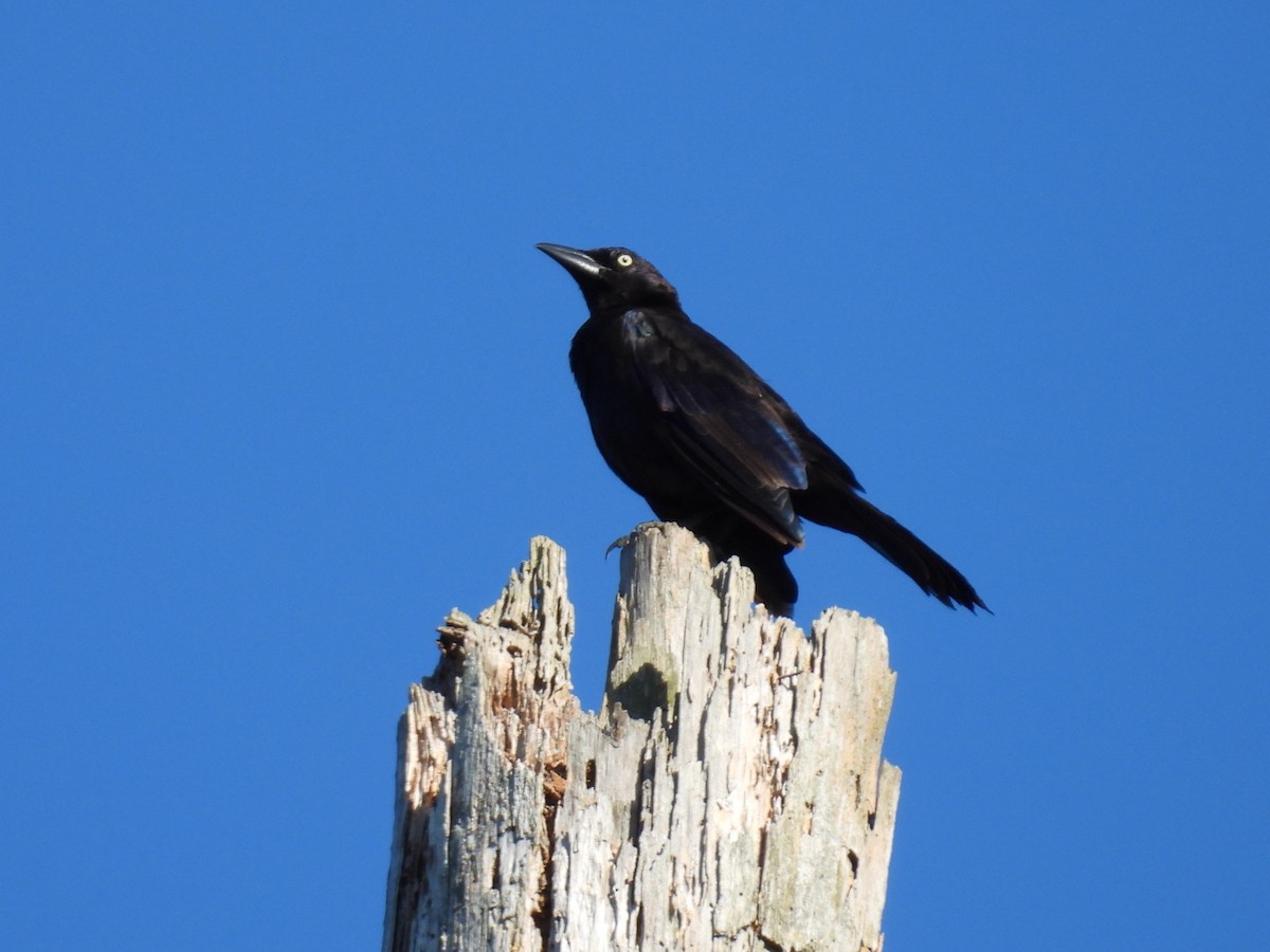 Common Grackle - ML622706760