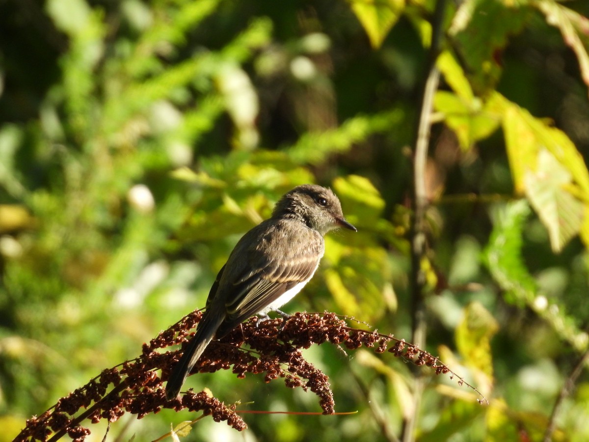 Eastern Phoebe - ML622706780