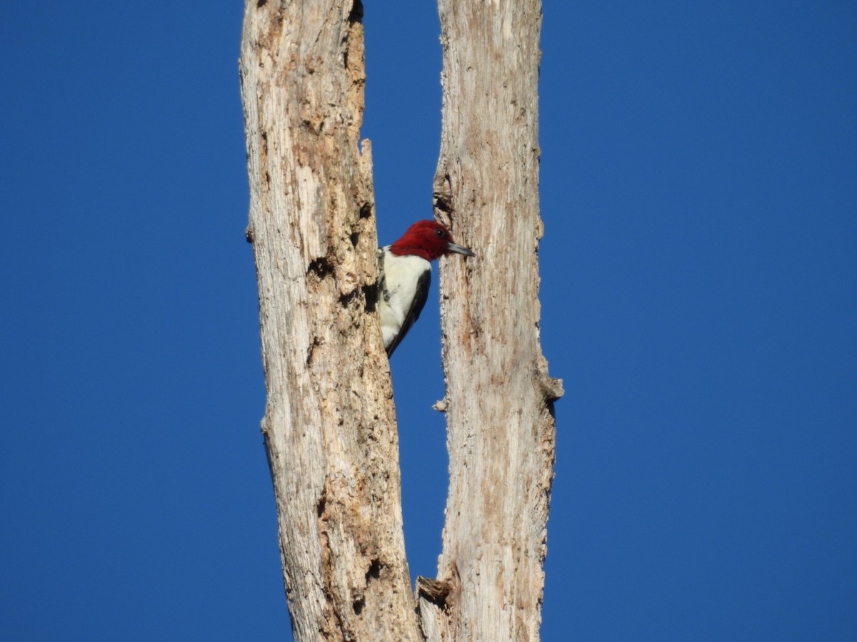 Red-headed Woodpecker - ML622706785