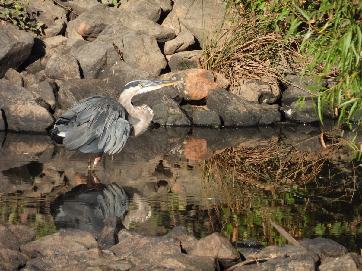 Great Blue Heron - ML622706791