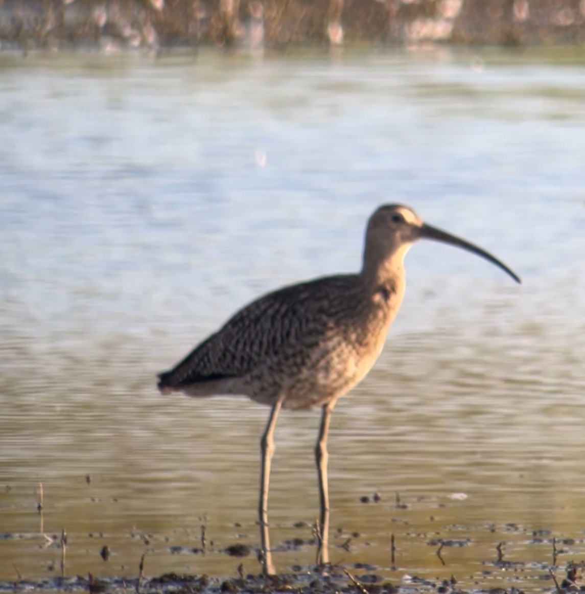 Eurasian Curlew - Ian Ellis