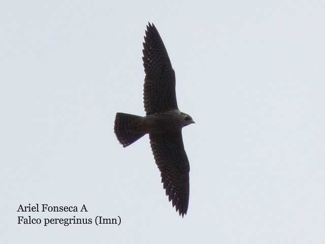 Peregrine Falcon - ML62270681