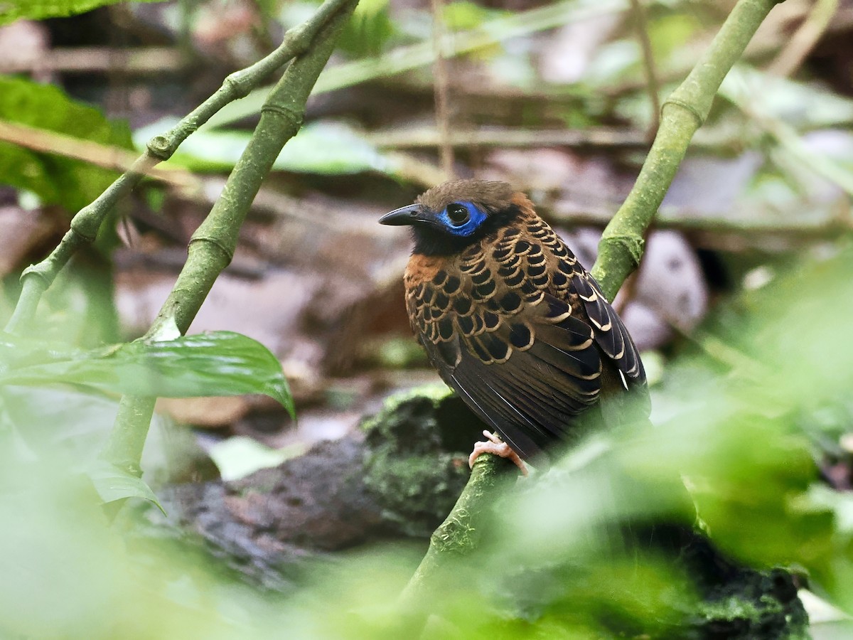 Ocellated Antbird - ML622706901