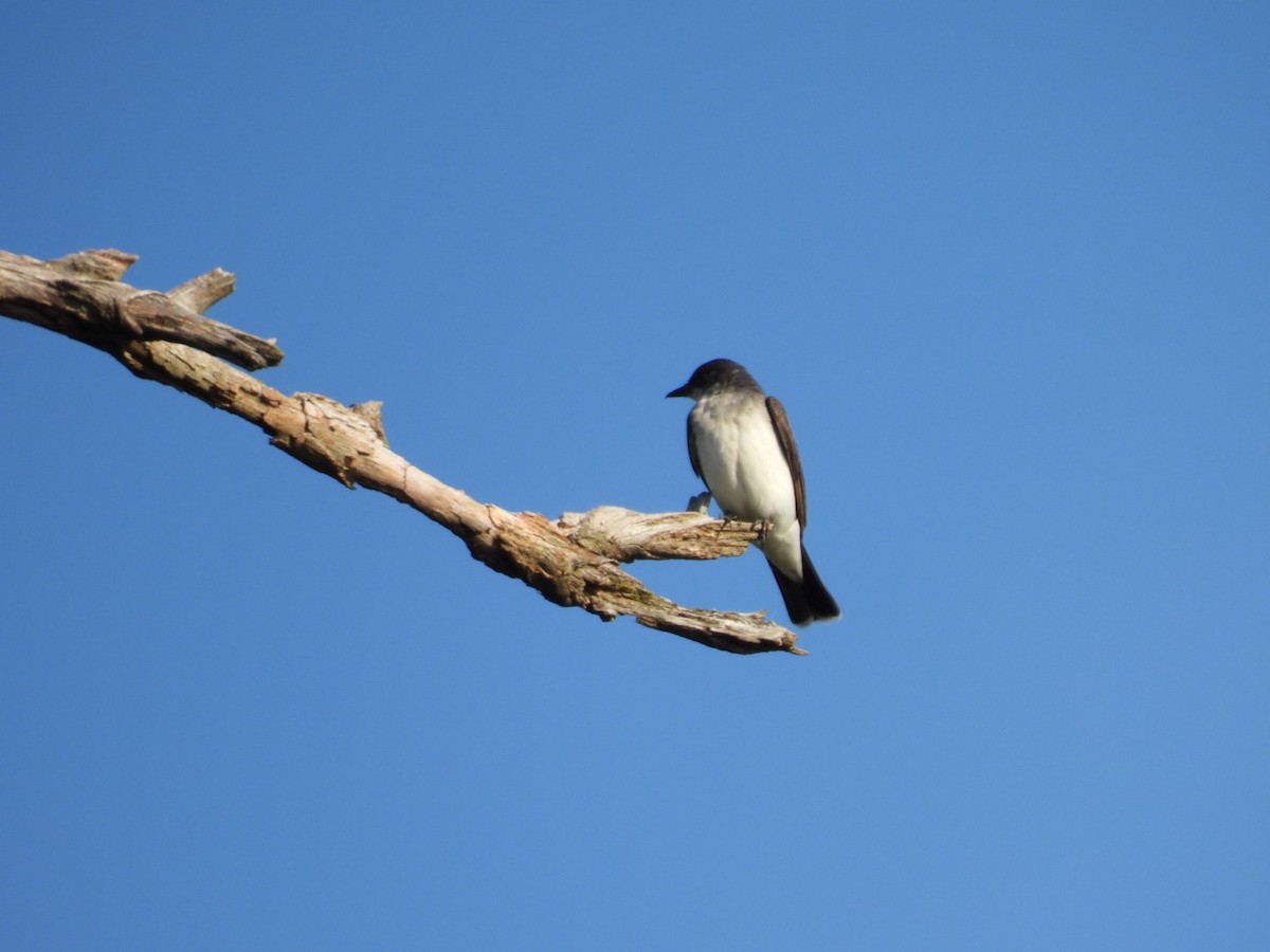 Eastern Kingbird - ML622706930