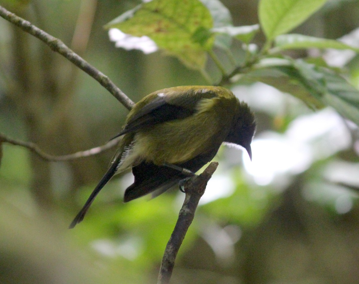 New Zealand Bellbird - ML622706966