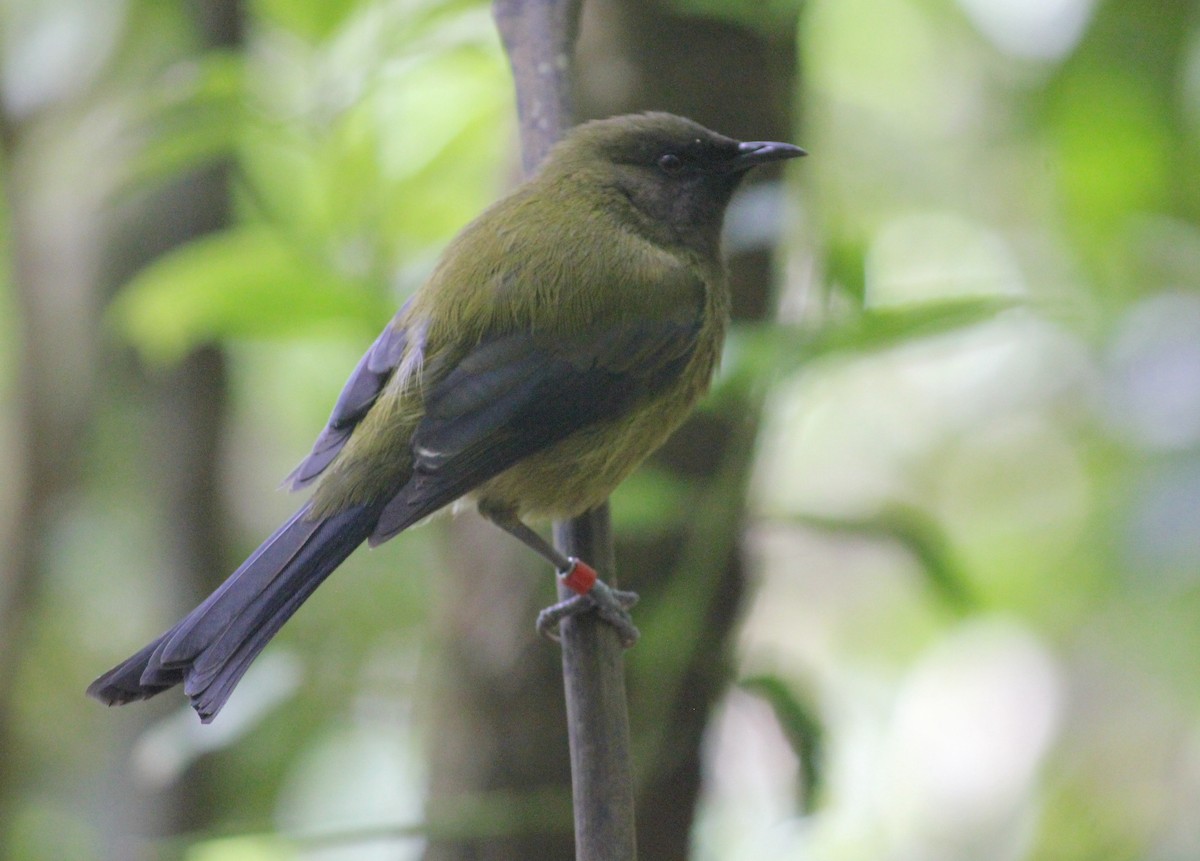 New Zealand Bellbird - ML622706969