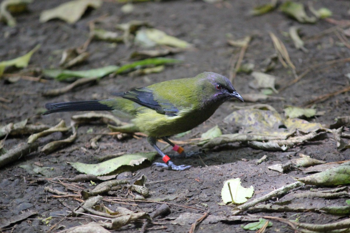 New Zealand Bellbird - ML622706970