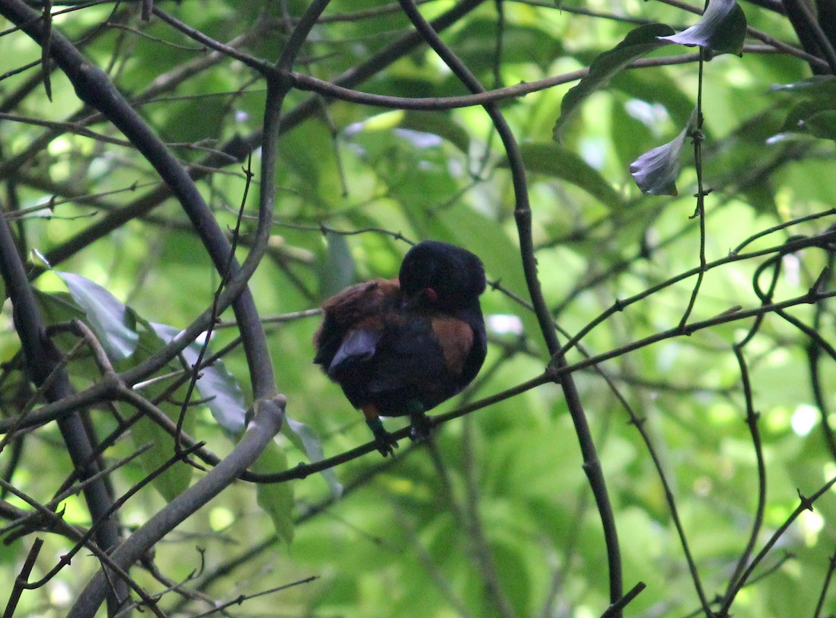 North Island Saddleback - ML622707012