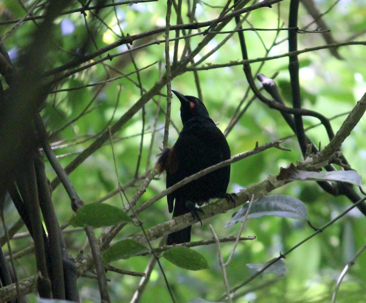 North Island Saddleback - ML622707013