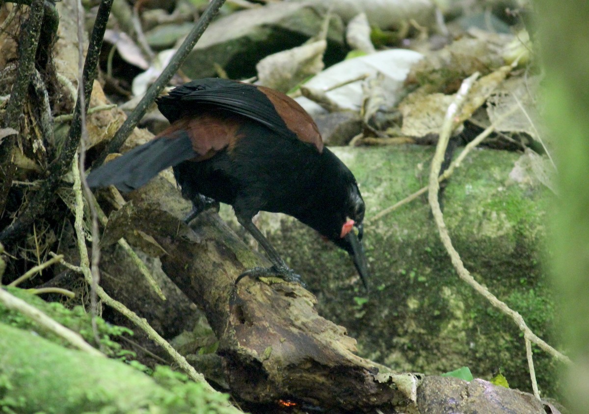 North Island Saddleback - ML622707014