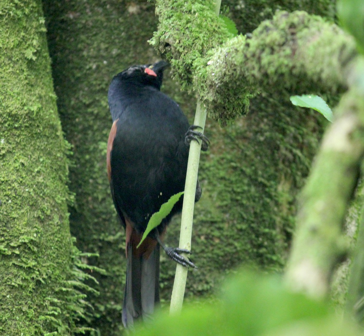 North Island Saddleback - ML622707015