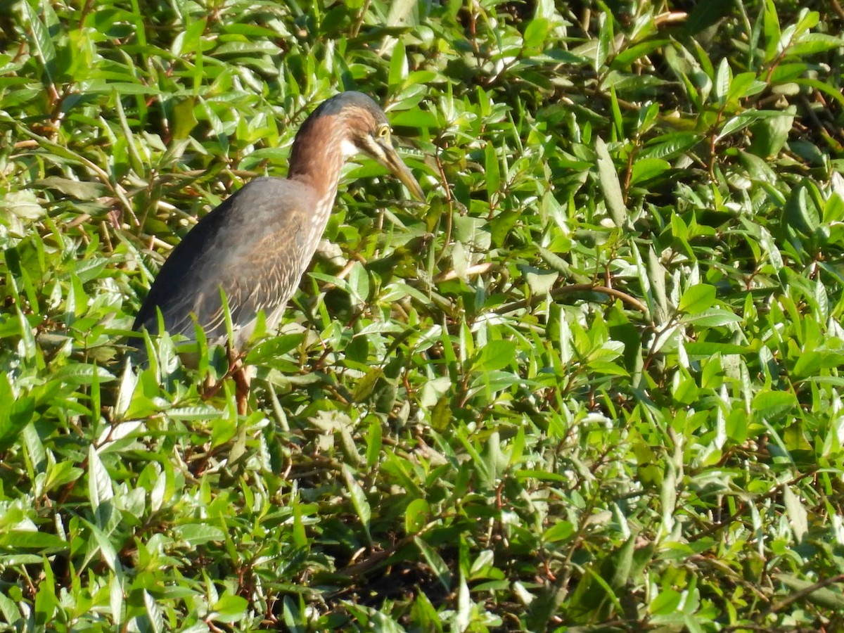 Green Heron - ML622707030