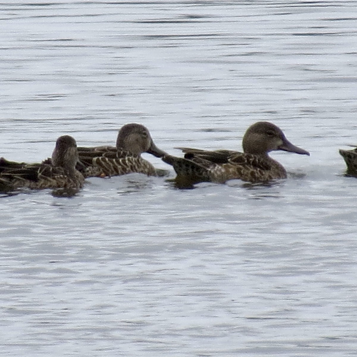 Blue-winged Teal - ML622707043