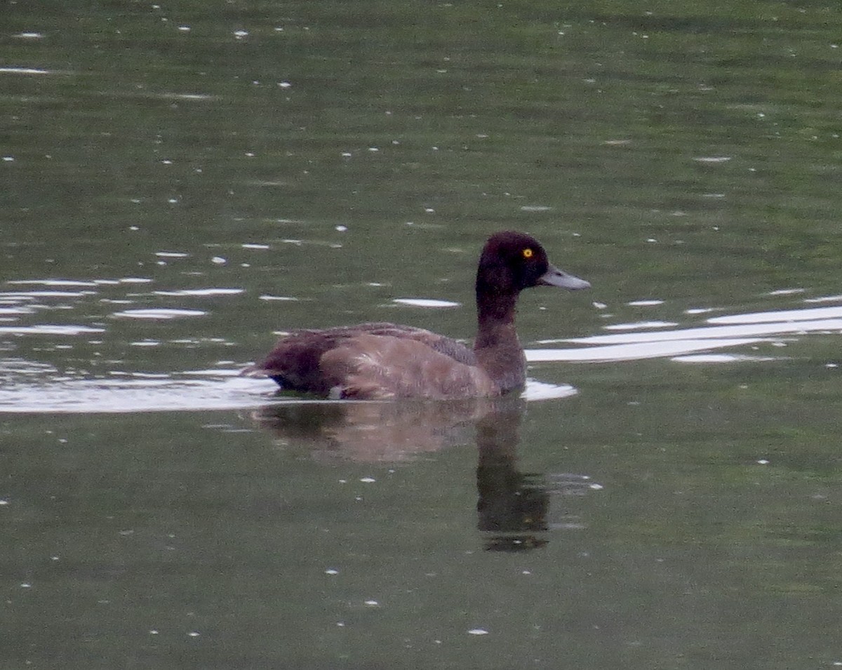 Lesser Scaup - ML622707055