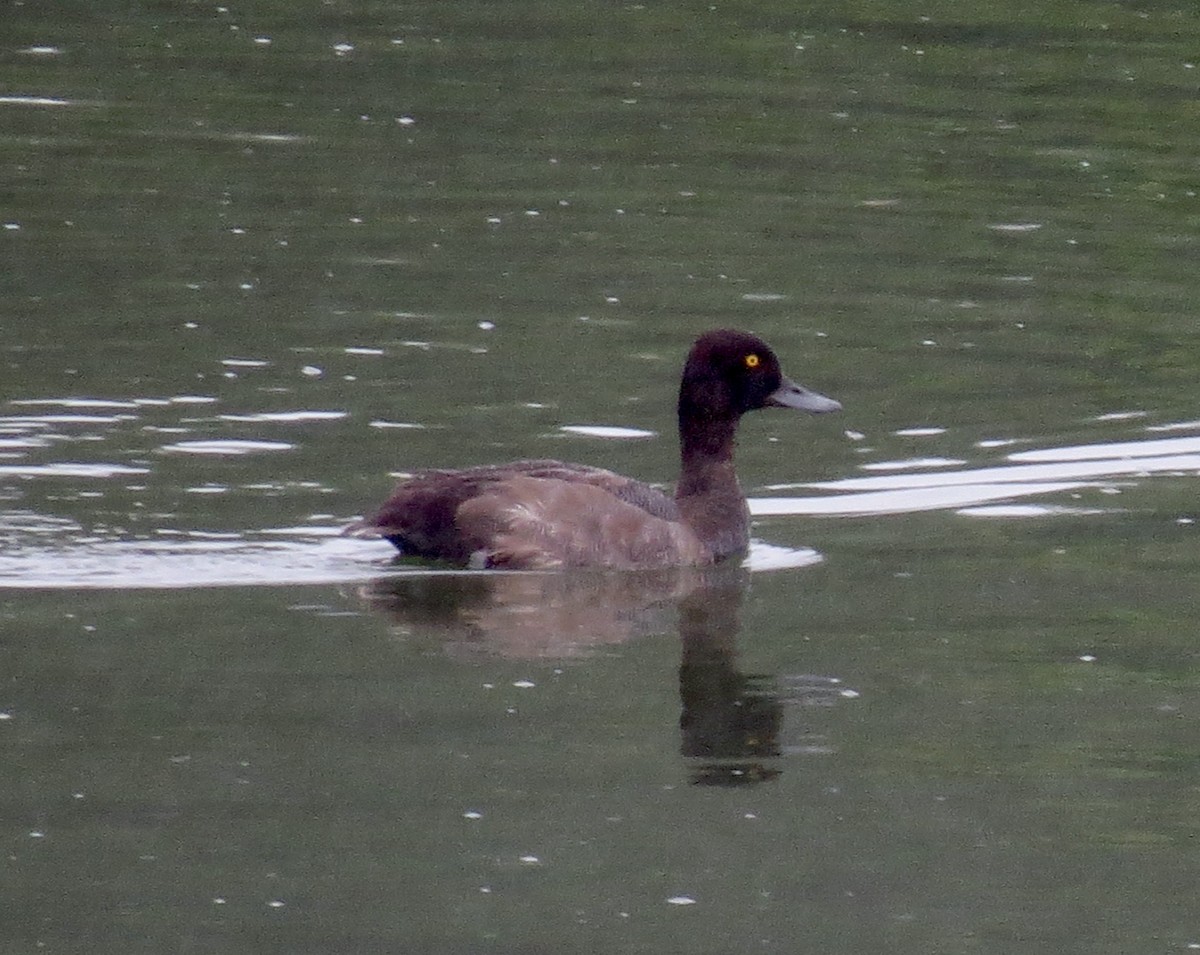 Lesser Scaup - bernie kester