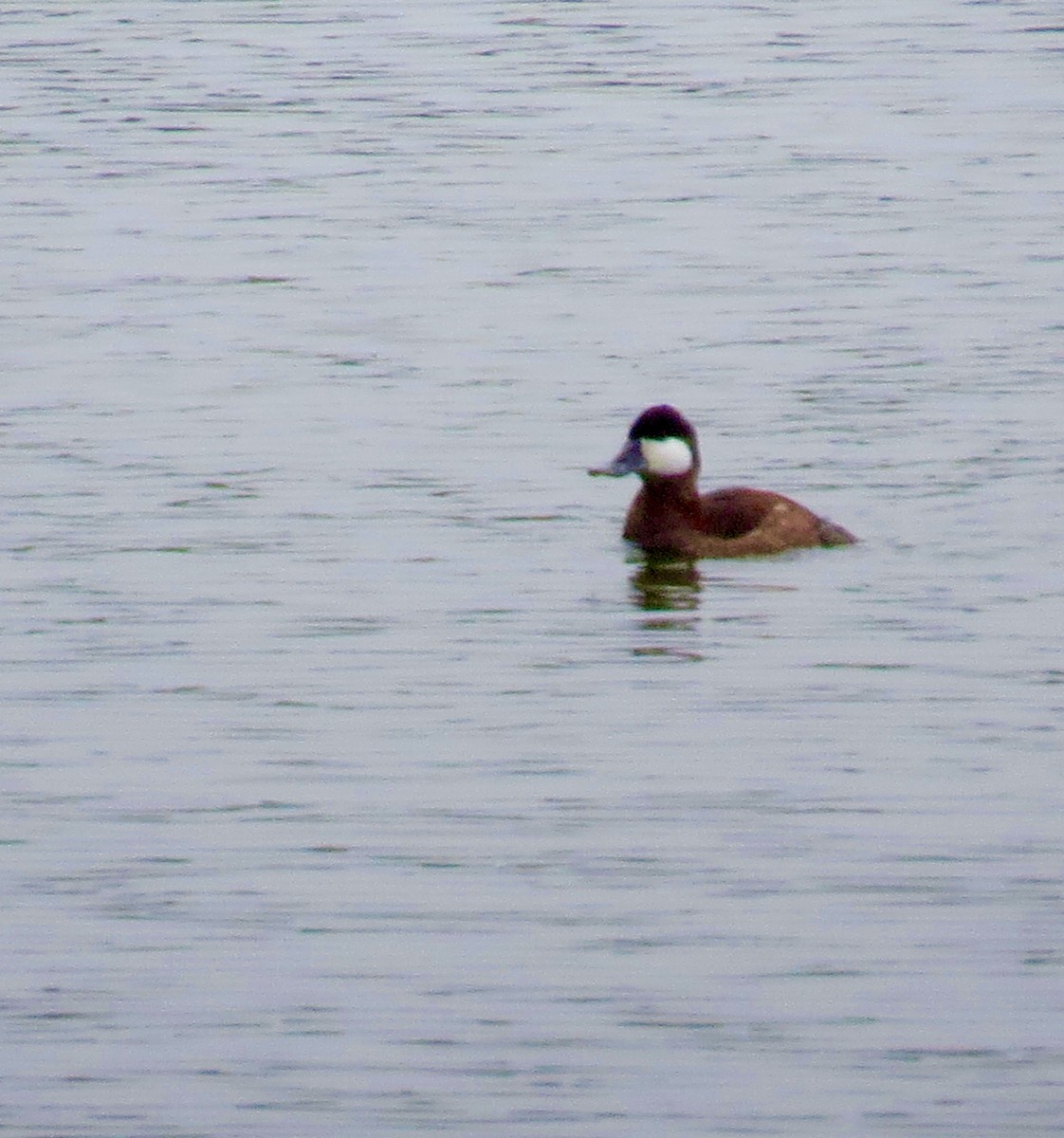 Ruddy Duck - ML622707059