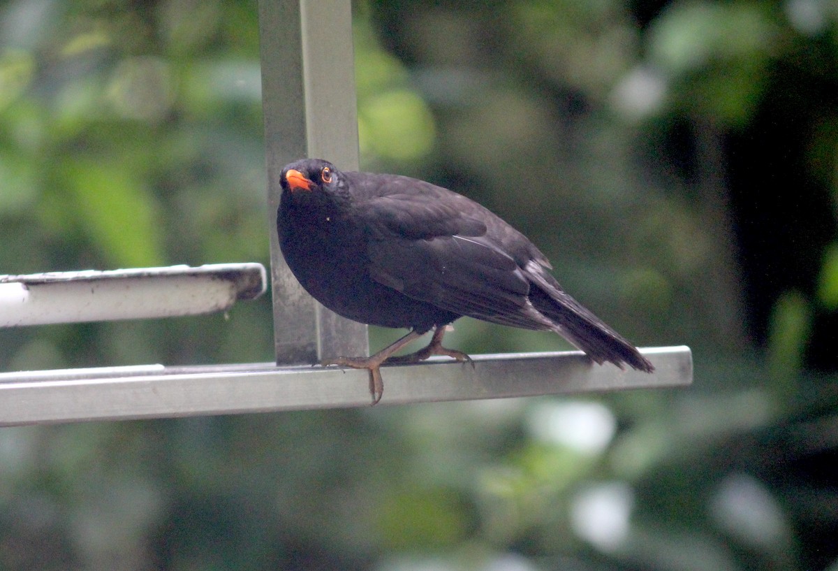 Eurasian Blackbird - Emma Rosen