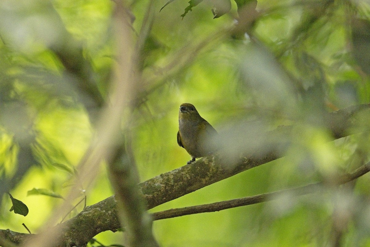 Chestnut-bellied Euphonia - ML622707080