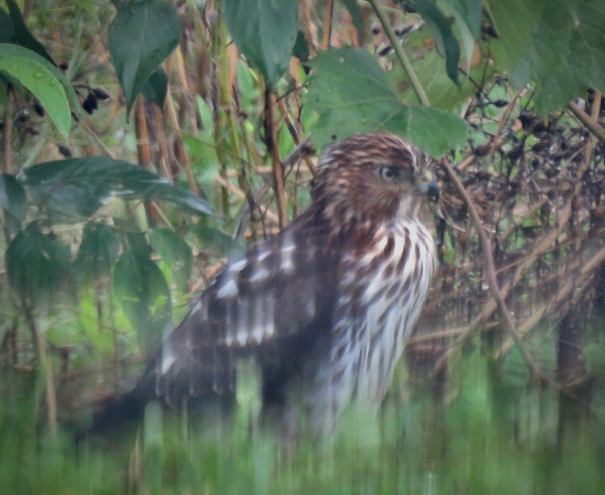 Cooper's Hawk - ML622707082