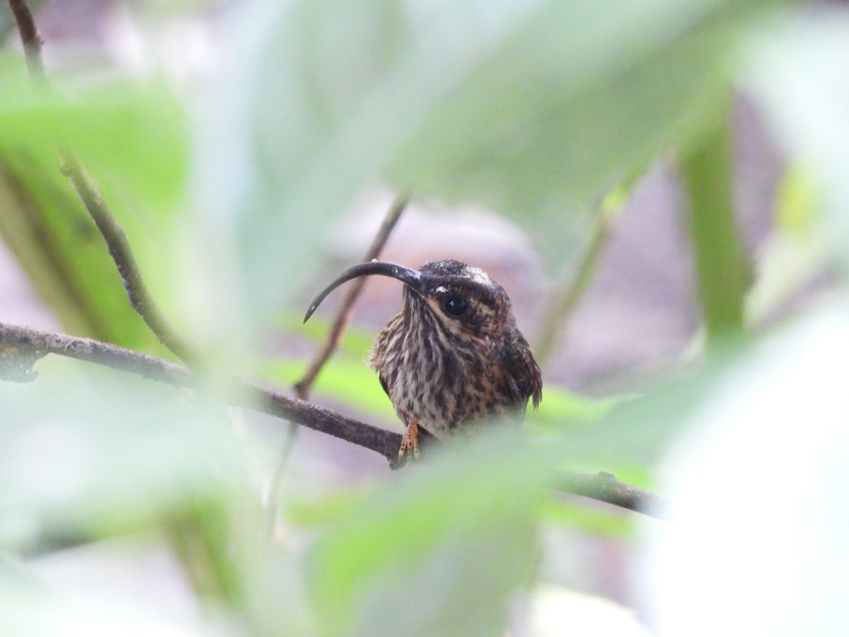 Buff-tailed Sicklebill - ML622707085