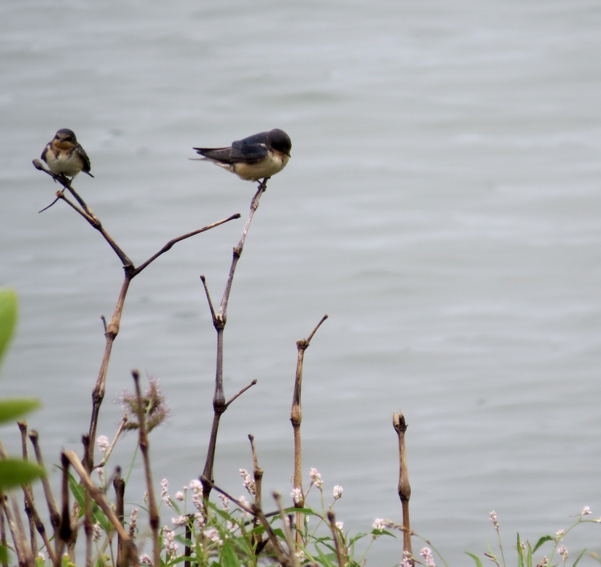 Barn Swallow - ML622707101