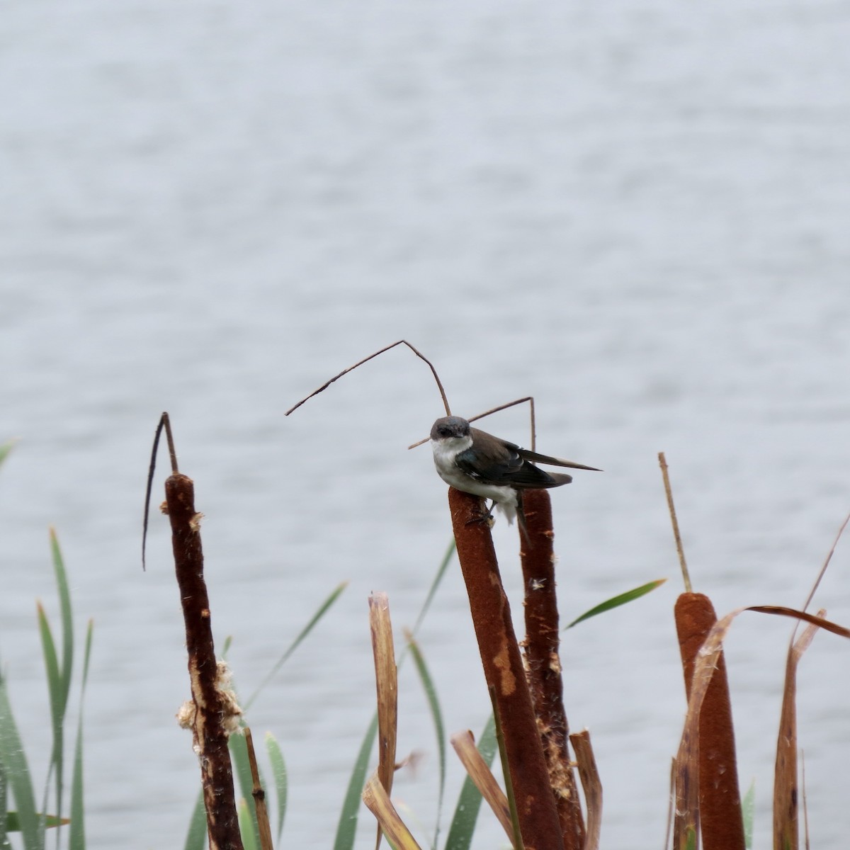 Tree Swallow - ML622707109