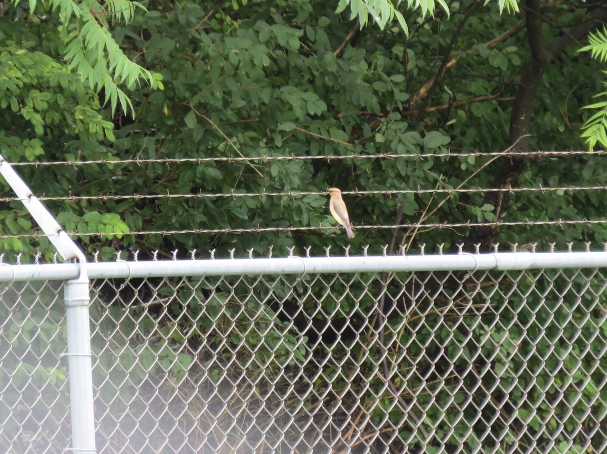 Cedar Waxwing - ML622707118