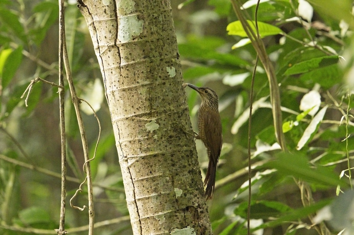 Planalto Woodcreeper - ML622707190