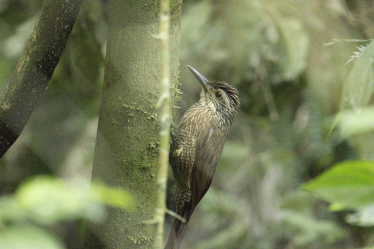 Planalto Woodcreeper - ML622707191