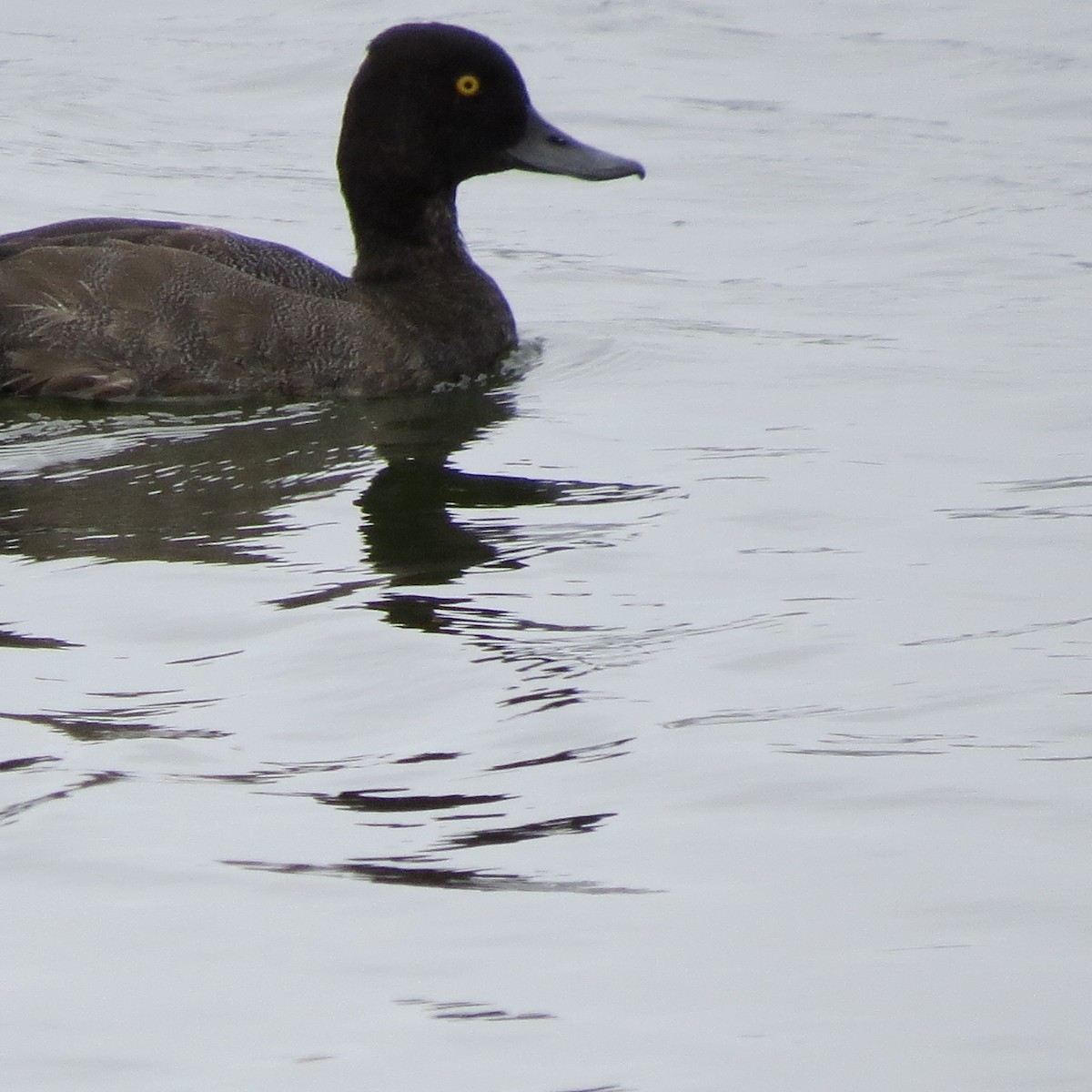 Lesser Scaup - ML622707213