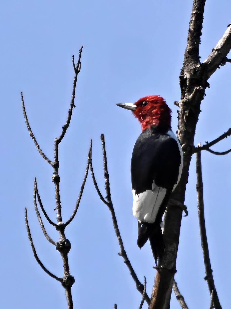 Red-headed Woodpecker - Cliff Hodge