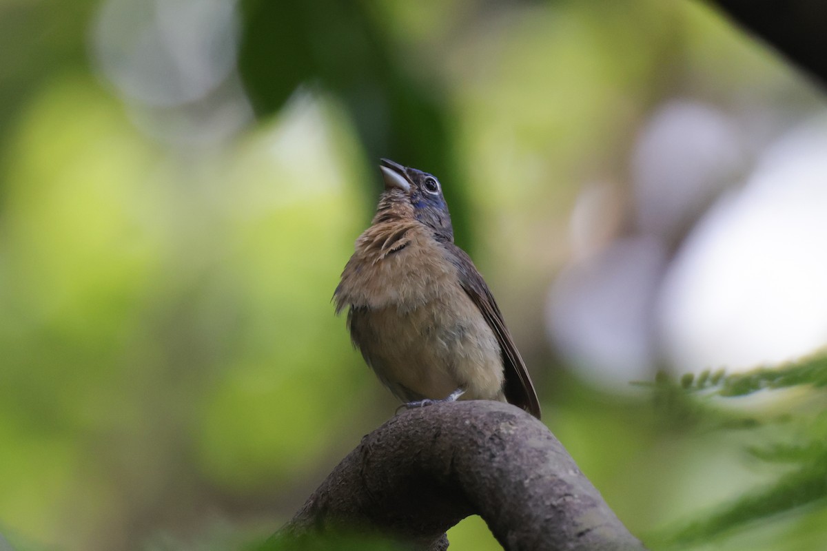 Rose-bellied Bunting - Bert Harris