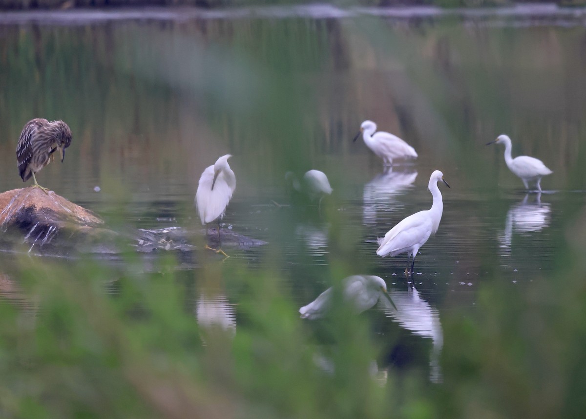 Snowy Egret - ML622707324