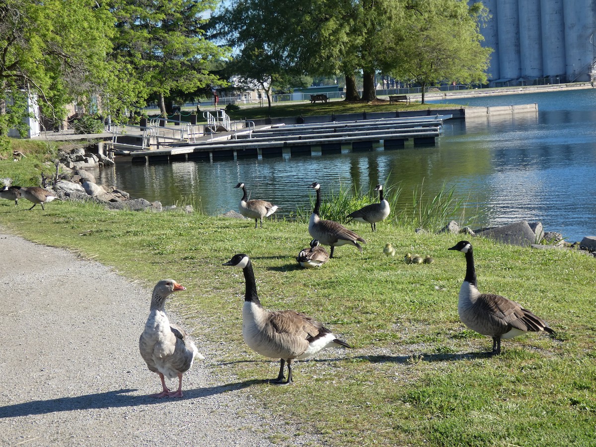 Graylag Goose (Domestic type) - A. Nicholson