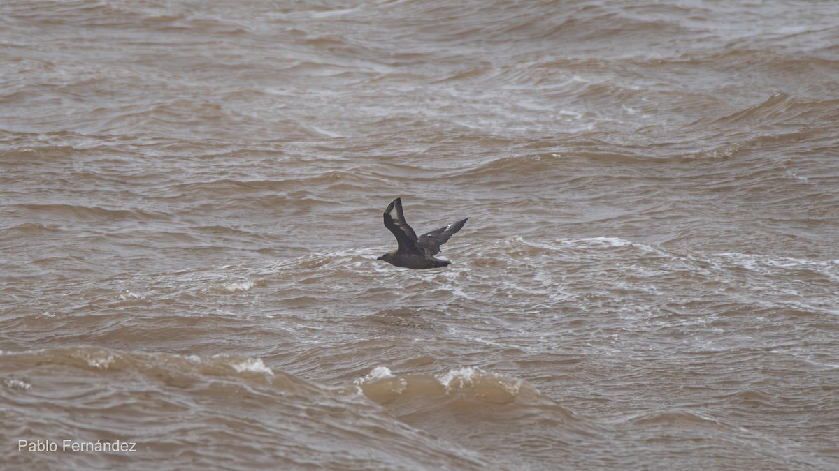 Brown Skua - Pablo Fernández