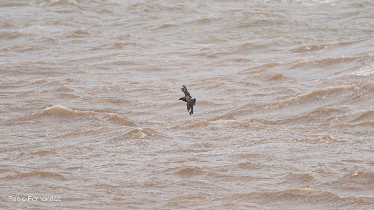 Brown Skua - ML622707334