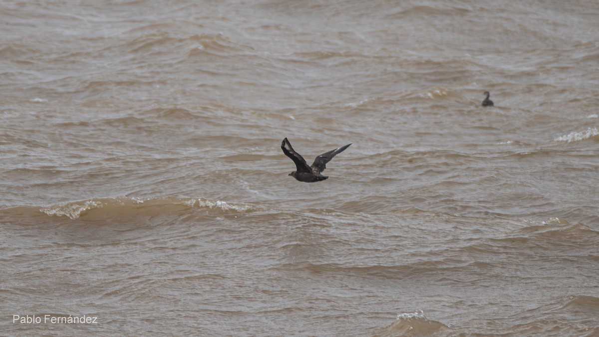 Brown Skua - Pablo Fernández