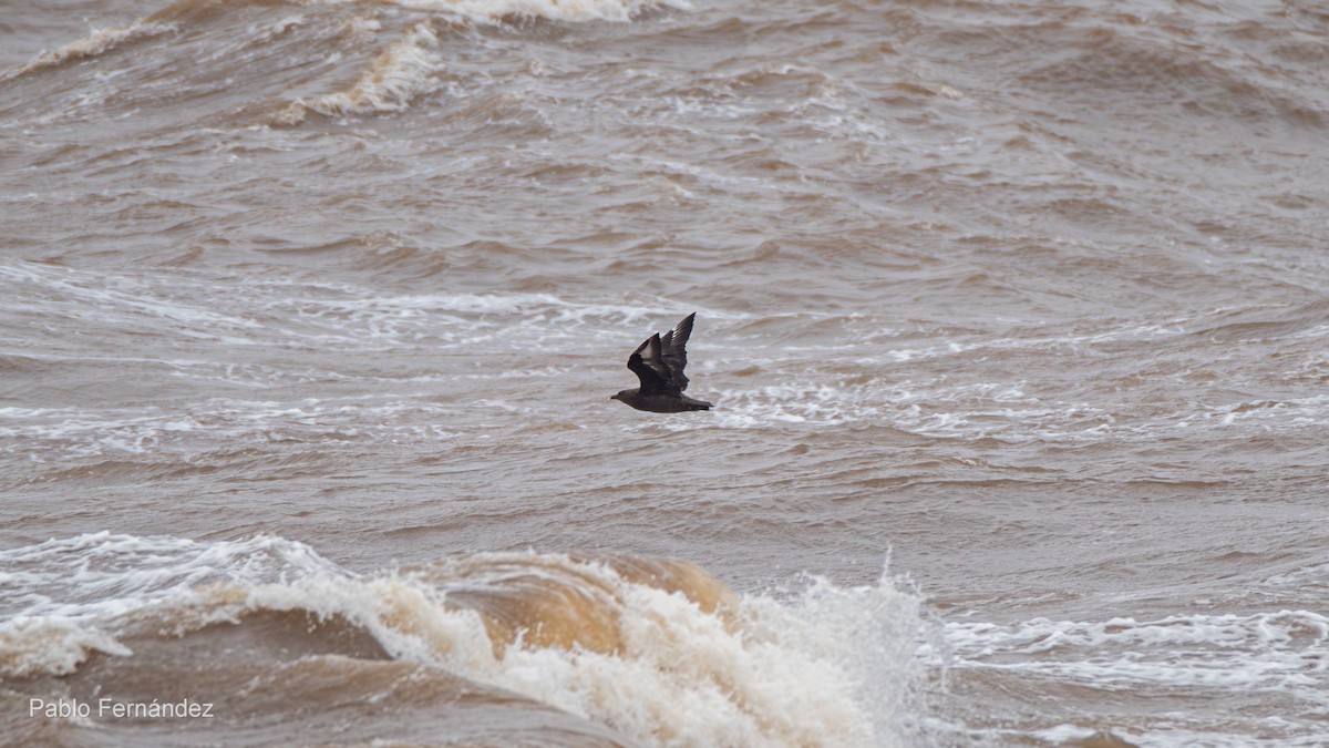 Brown Skua - ML622707338