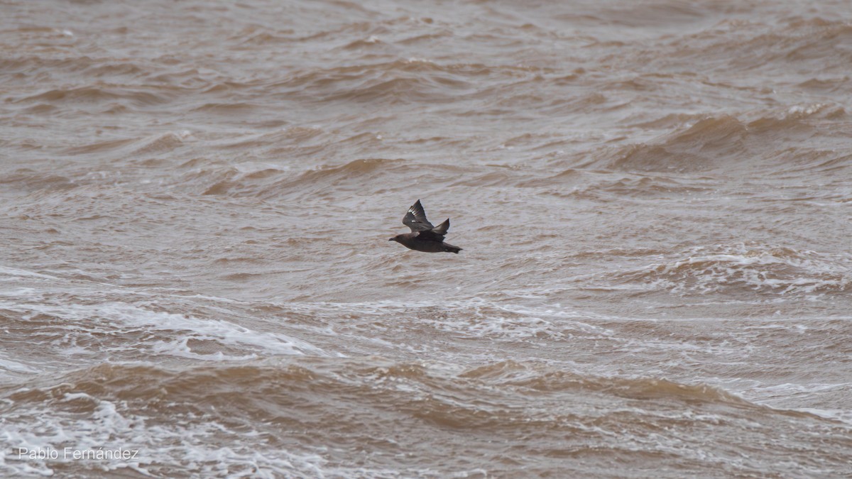 Brown Skua - ML622707339