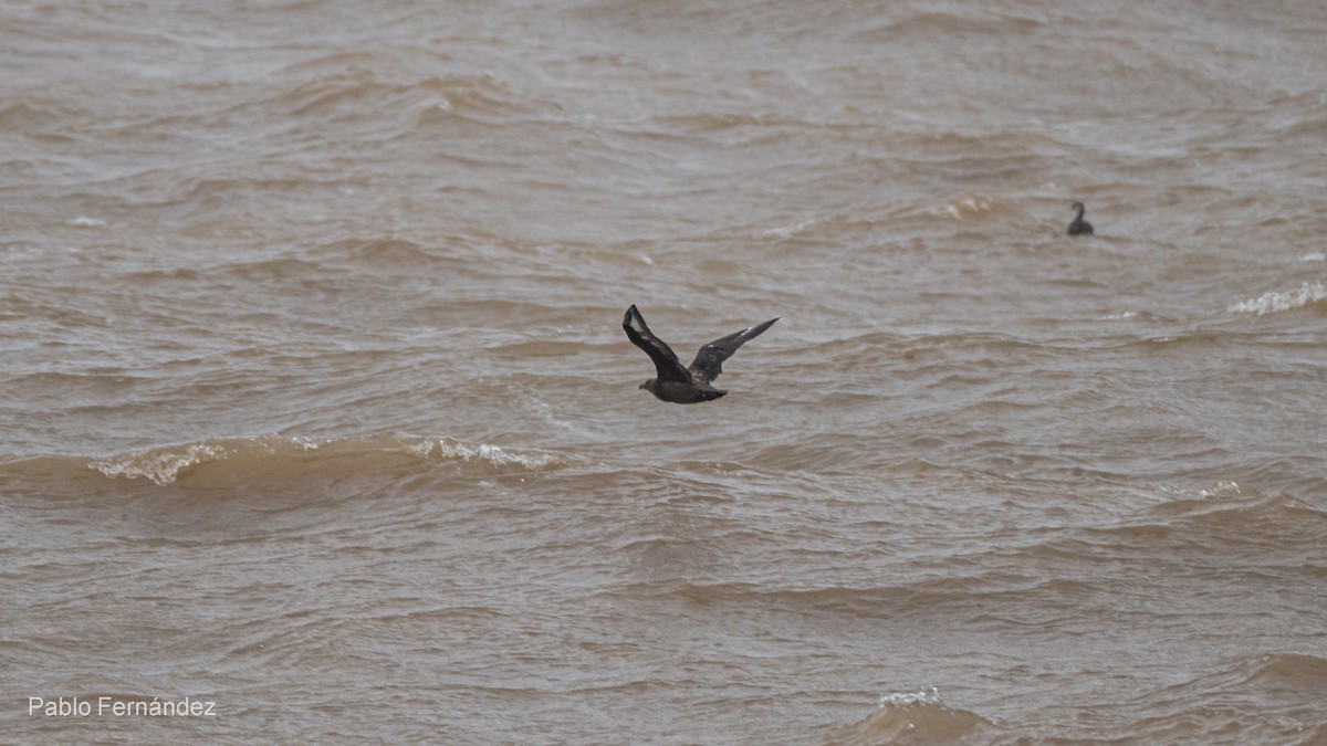 Brown Skua - ML622707340