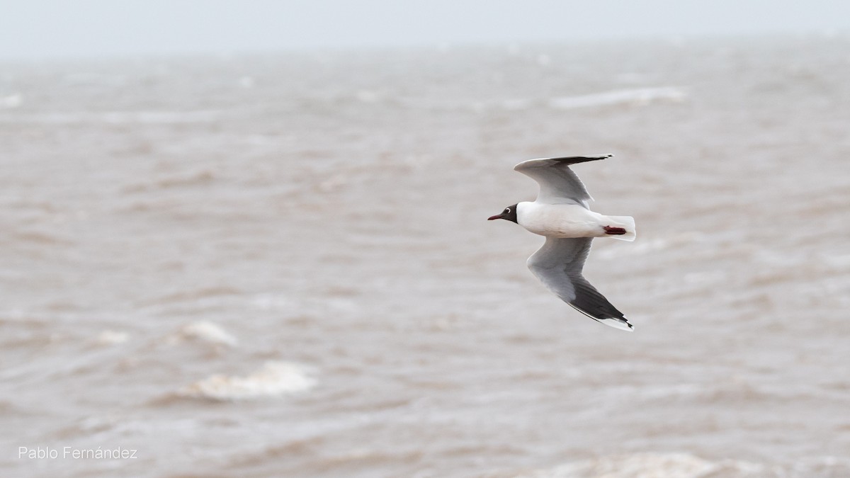 Brown-hooded Gull - ML622707344