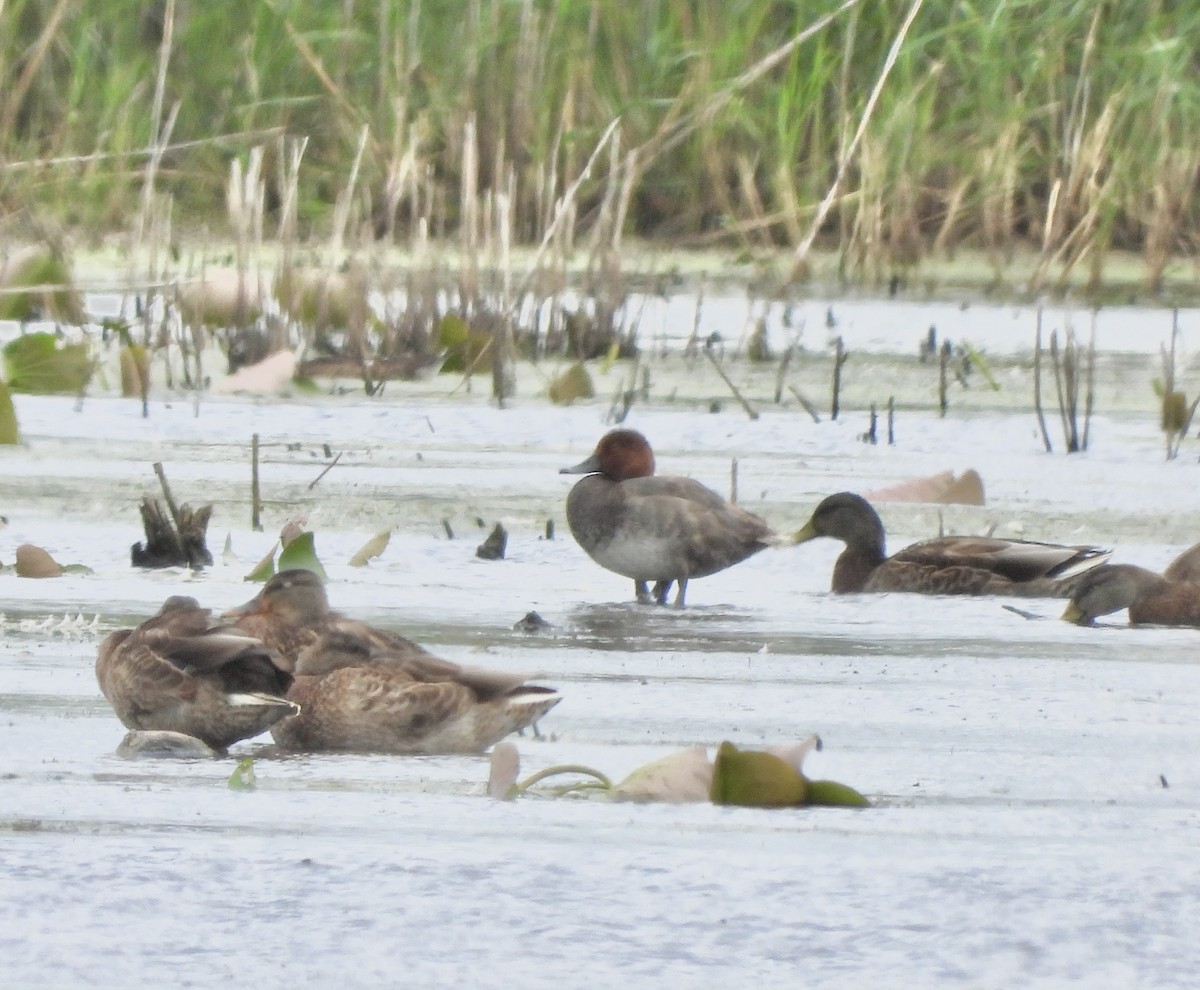 kobberhodeand - ML622707354