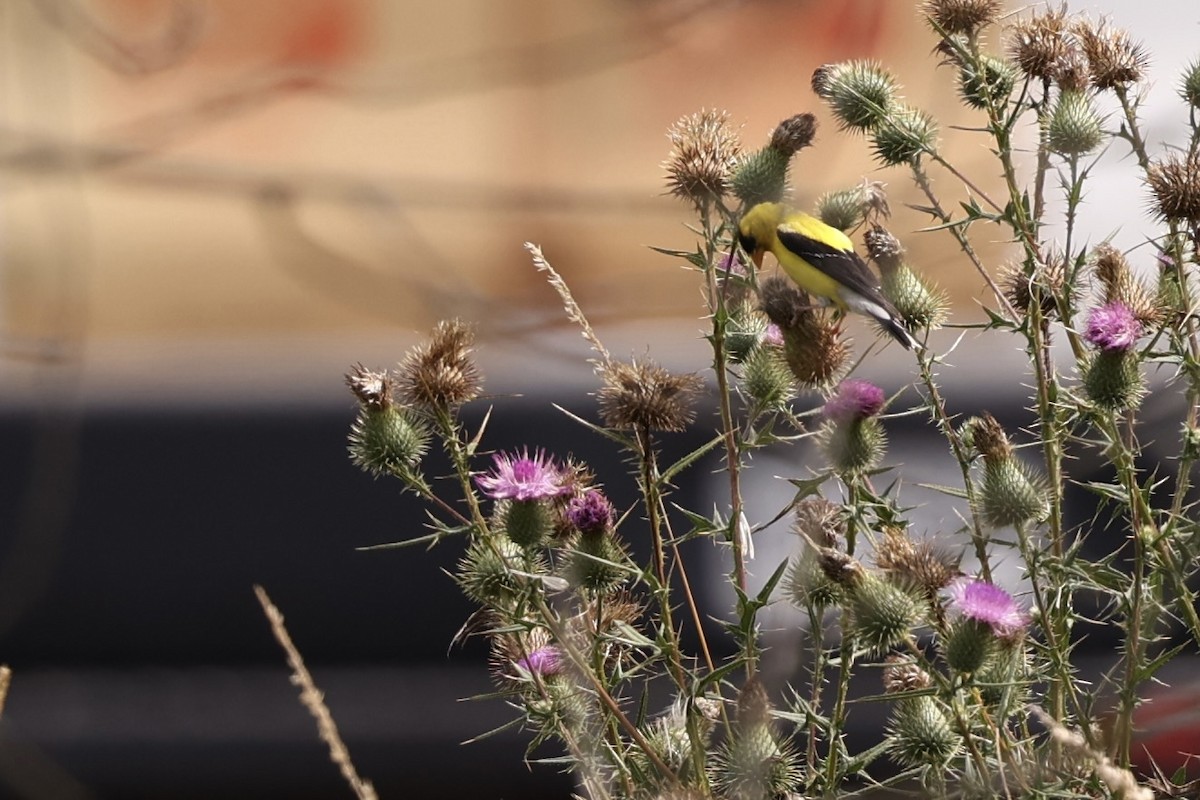 American Goldfinch - Mimi Brenninkmeijer