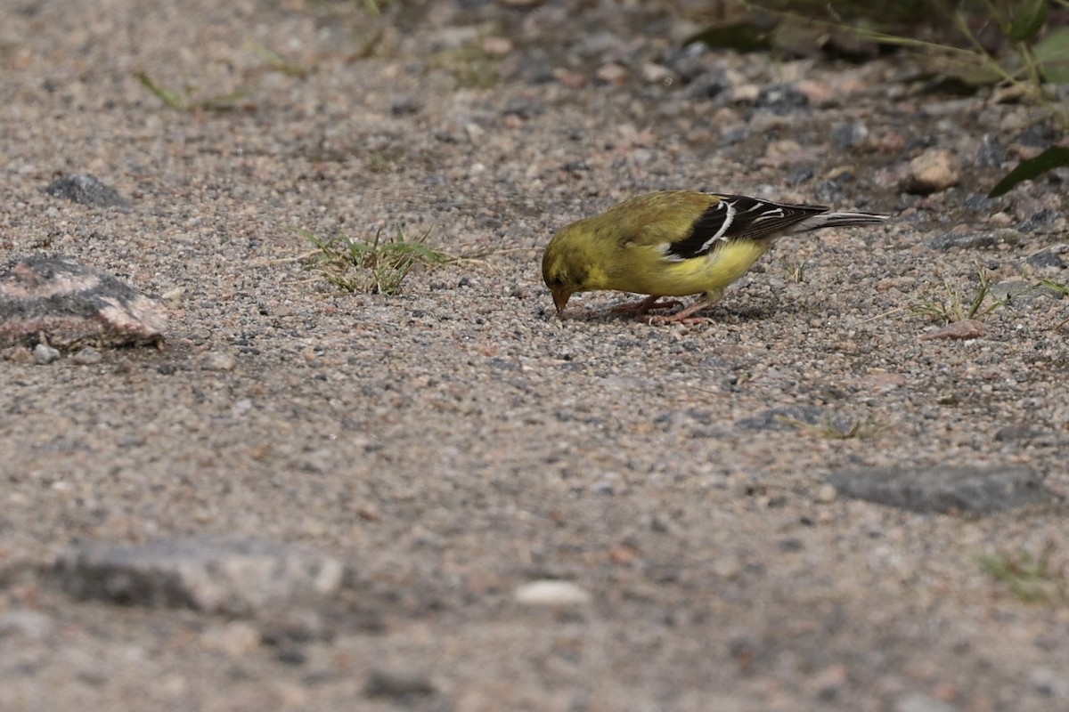 American Goldfinch - Mimi Brenninkmeijer