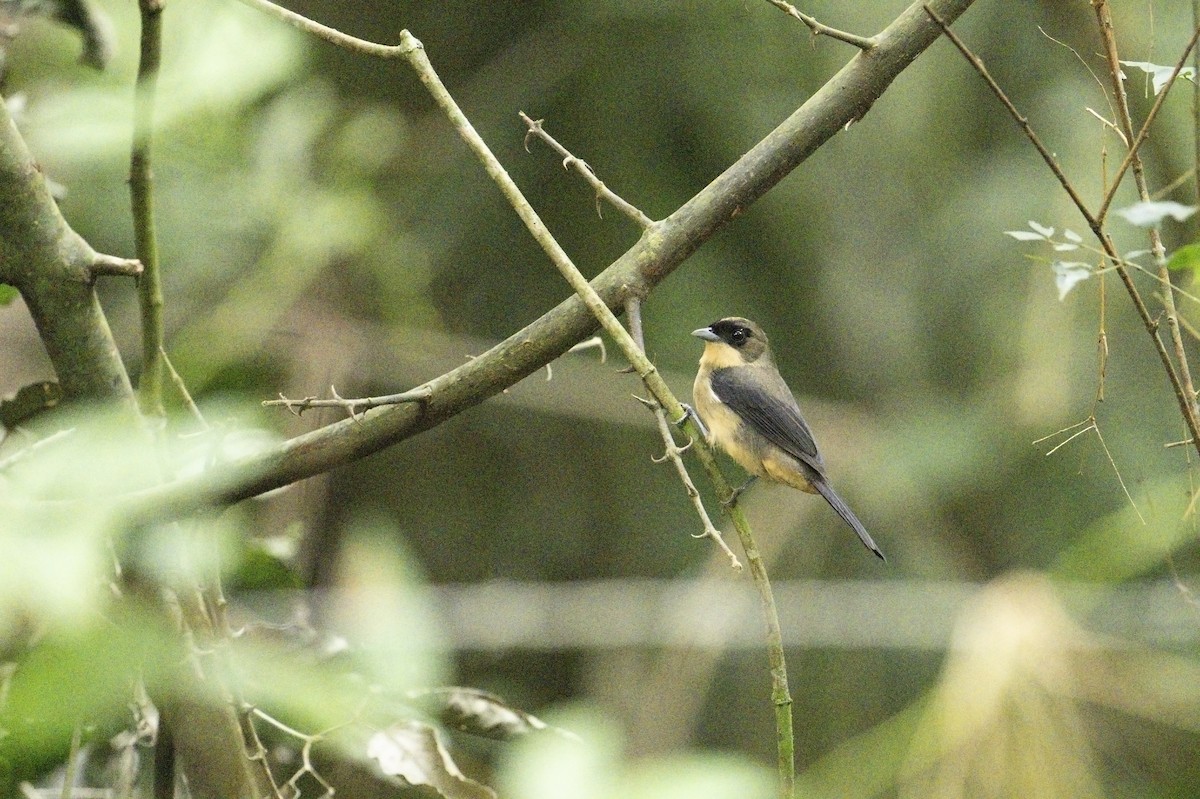 Black-goggled Tanager - ML622707359